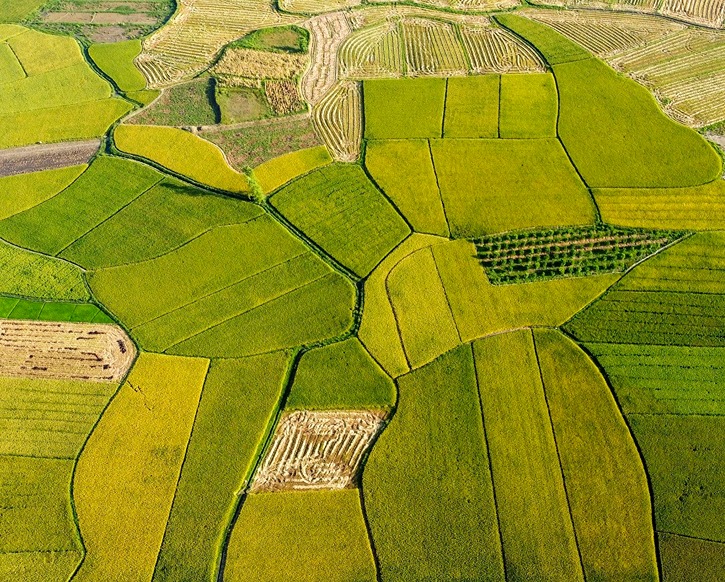 高光谱农田检测