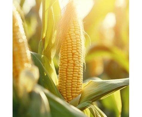 高光谱成像仪在玉米旱灾识别与分级的应用